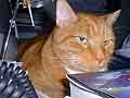 Murphy 2