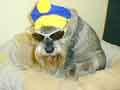 Monty 4