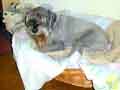 Monty 6