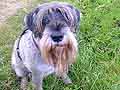 Monty 7